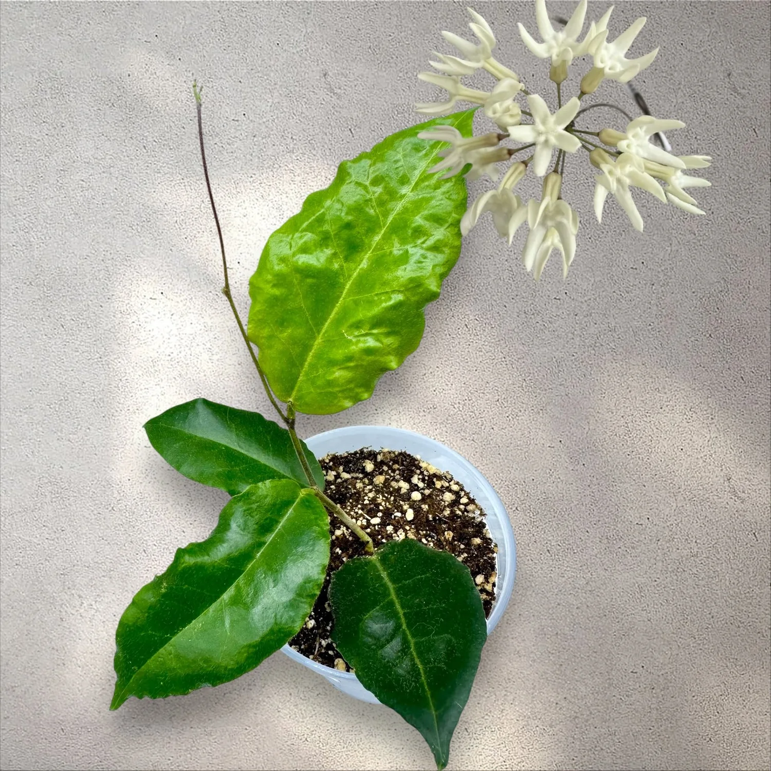 HOYA versteegii ウェーブ 【公式通販】